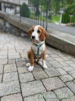 Vendo cuccioli di posavatz