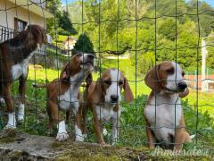 Vendo cuccioli di posavatz