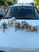 Cuccioli setter inglese