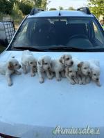 Cuccioli setter inglese