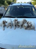 Cuccioli setter inglese