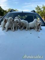 Cuccioli setter inglese