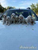 Cuccioli setter inglese
