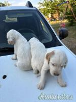 Cuccioli setter inglese