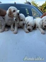 Cuccioli setter inglese