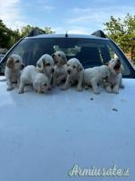 Cuccioli setter inglese
