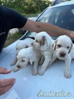 Cuccioli setter inglese