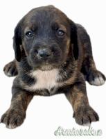 Cuccioli di Segugio Maremmano