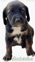 Cuccioli di Segugio Maremmano