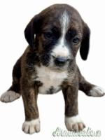 Cuccioli di Segugio Maremmano