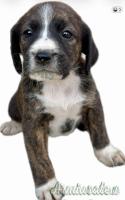Cuccioli di Segugio Maremmano