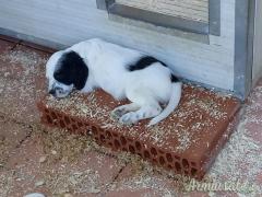 vendo cucciolo di setter inglese