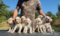 Cuccioli setter inglese