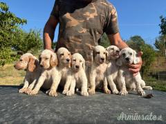 Cuccioli setter inglese