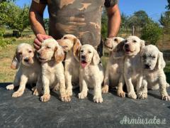 Cuccioli setter inglese