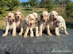 Cuccioli setter inglese