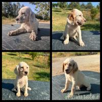 Cuccioli setter inglese