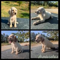 Cuccioli setter inglese