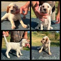 Cuccioli setter inglese