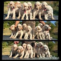 Cuccioli setter inglese