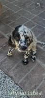 cucciolo di setter