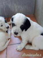 cucciolo di setter