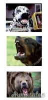 TW1000 ContraDOG Spray contro gli animali feroci