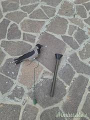 Cornacchia vedetta con supporto  per pianta più imbuto.