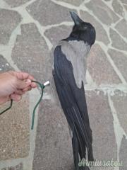 Cornacchia vedetta con supporto  per pianta più imbuto.