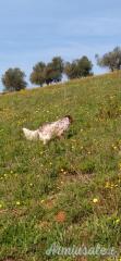setter inglese