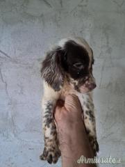 Cuccioli setter inglese