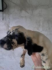 Cuccioli setter inglese