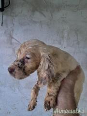 Cuccioli setter inglese
