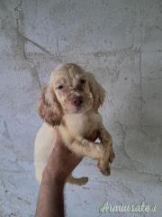 Cuccioli setter inglese