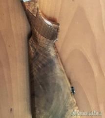 Benelli 121 extralusso  calibro12