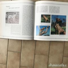 CINOFILIA E CINETECNICA