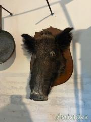 Trofeo Testa di Cinghiale imbalsamato con scudo in legno