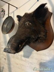 Trofeo Testa di Cinghiale imbalsamato con scudo in legno