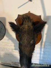 Trofeo Testa di Cinghiale imbalsamato con scudo in legno